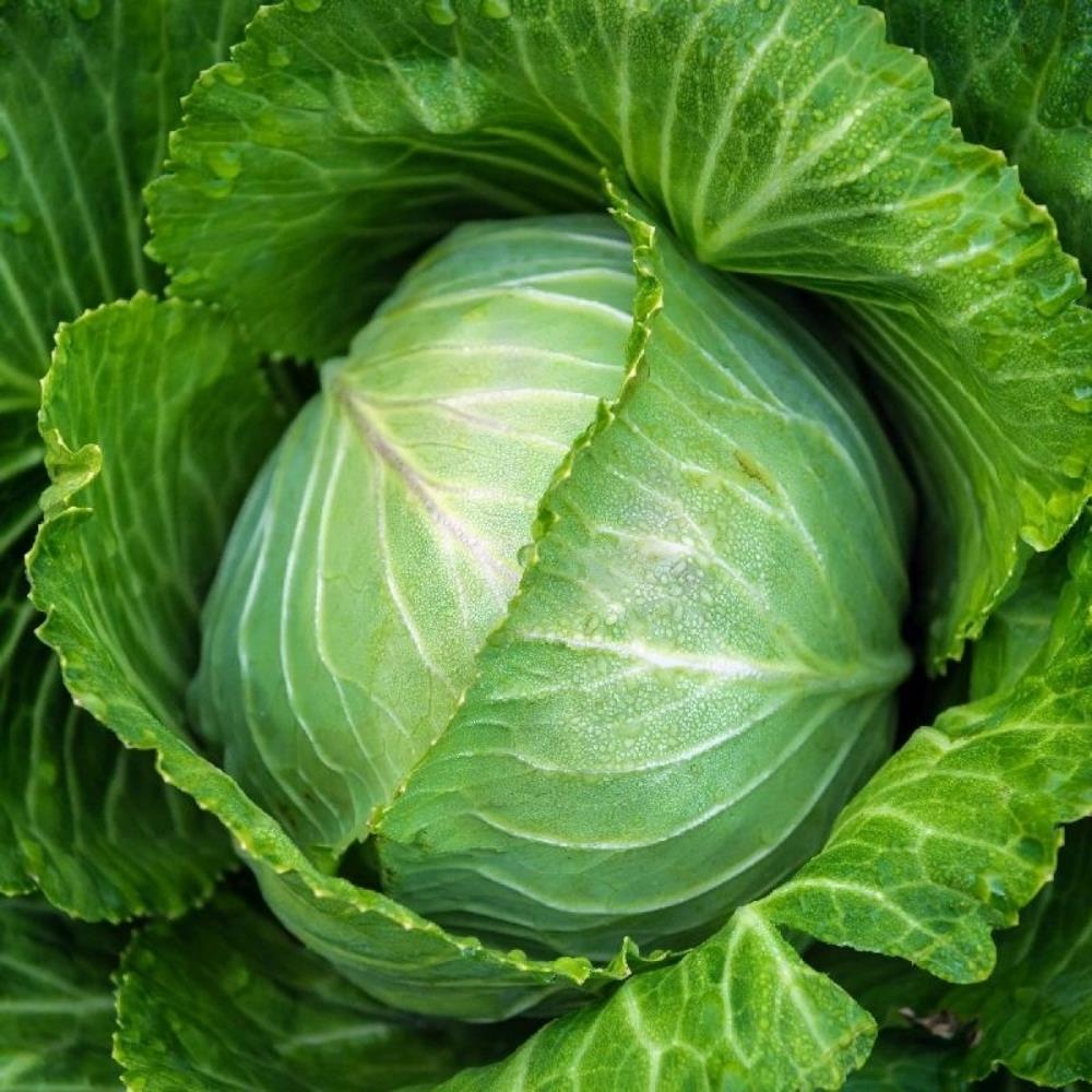 Cabbage F1 Early 'Stonehead' X12