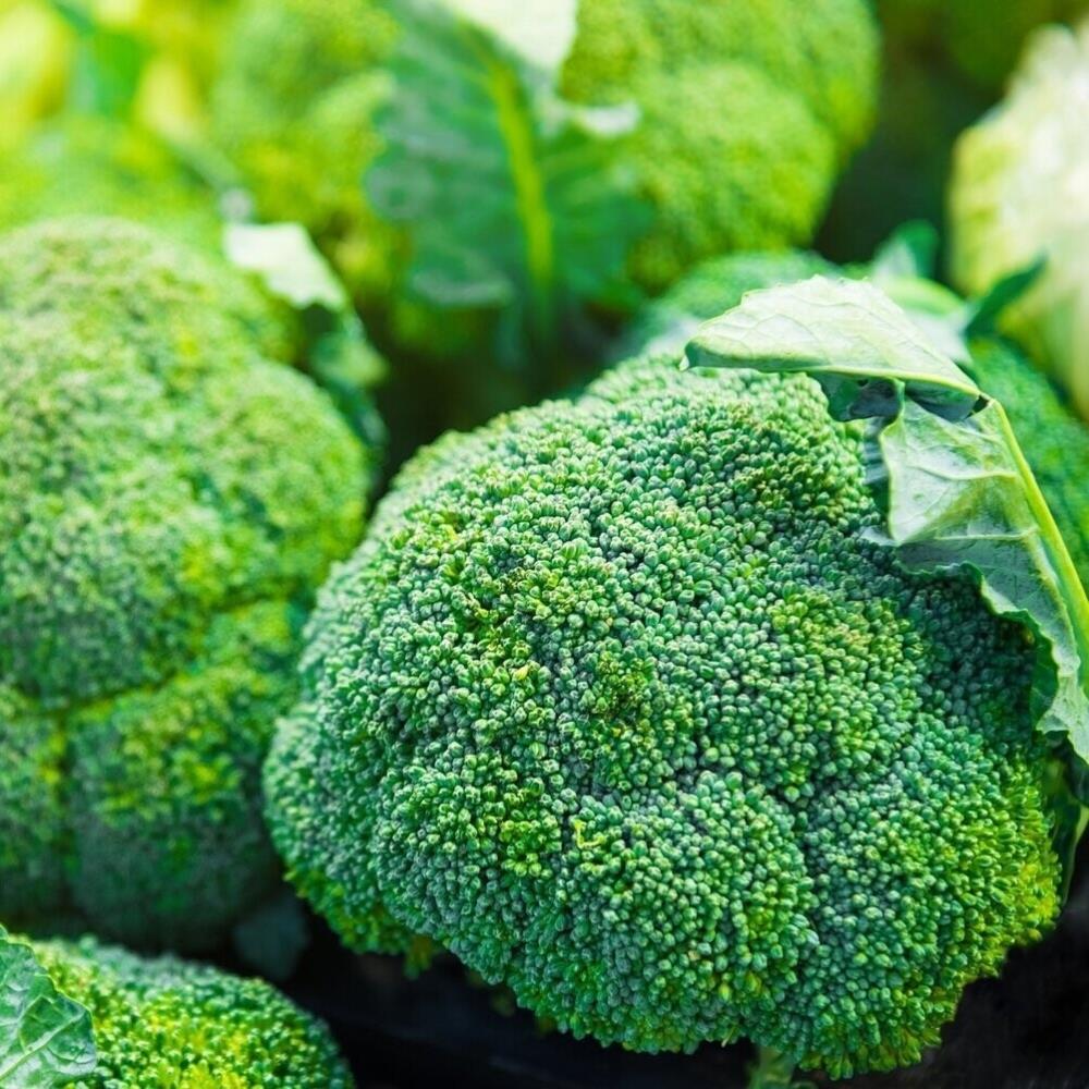 Calabrese F1 'Marathon' Broccoli X12