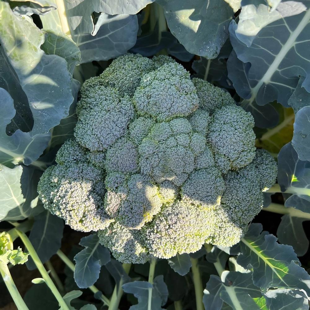 Calabrese F1 'Marathon' Broccoli X12