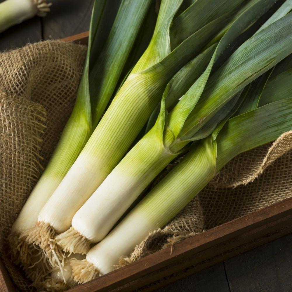 Organic Leek 'Mussleburgh' X12