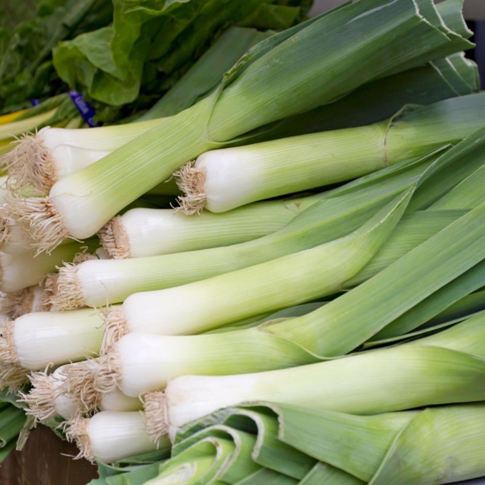 Organic Leek 'Mussleburgh' X12