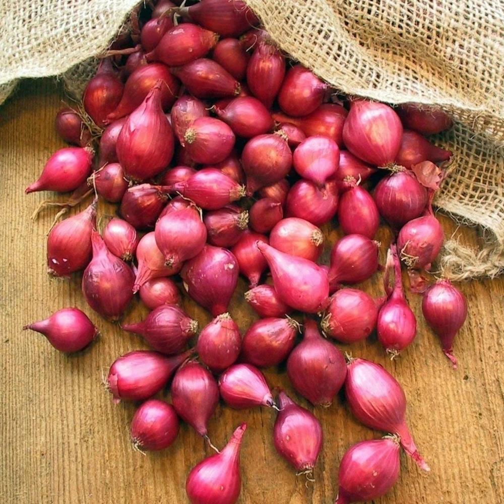 Organic Red Onion 'Karmen' X12