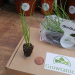 Organic Red Onion 'Karmen' X12