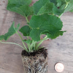 Hollyhock Alcea Rosea 'Chater's Double White' X3