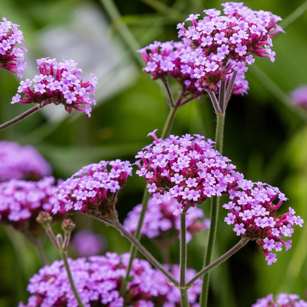 Verbena bonariensis 'Beunos Aries' X3