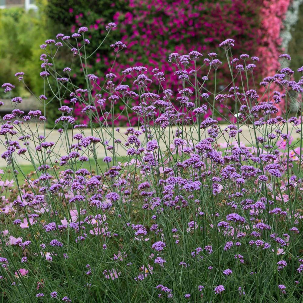 Verbena bonariensis 'Beunos Aries' X3
