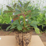 Verbena bonariensis 'Beunos Aries' X3