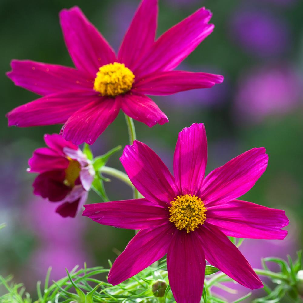 Cosmos Sonata 'Carmine'