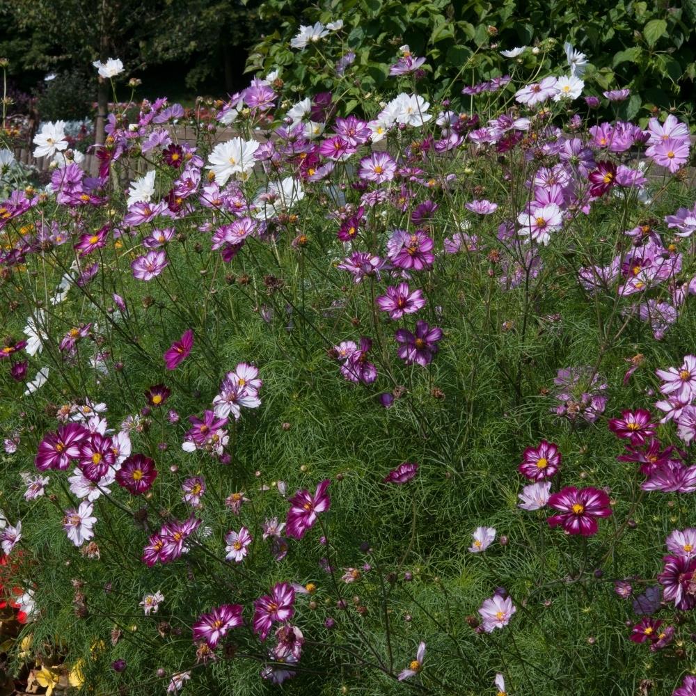 Cosmos Sonata 'Carmine'