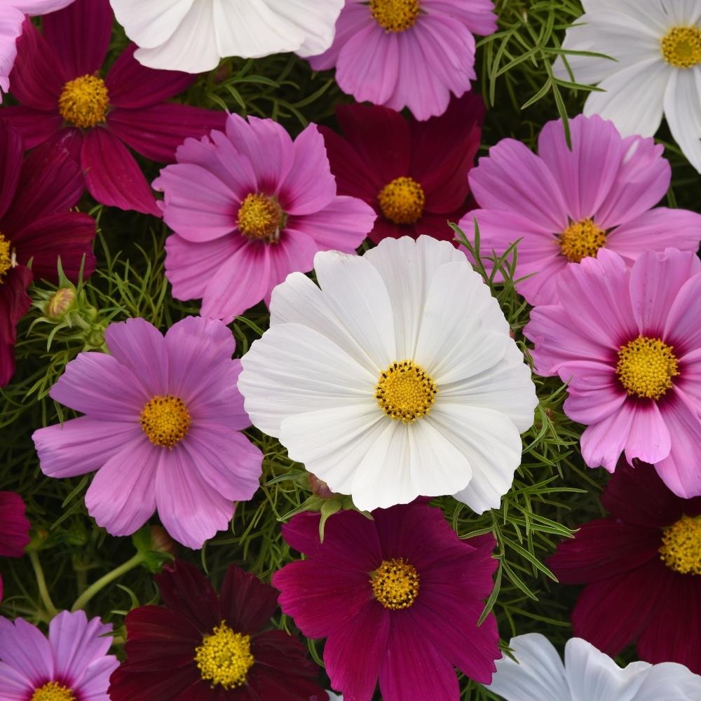 Cosmos Sonata Mixed X12