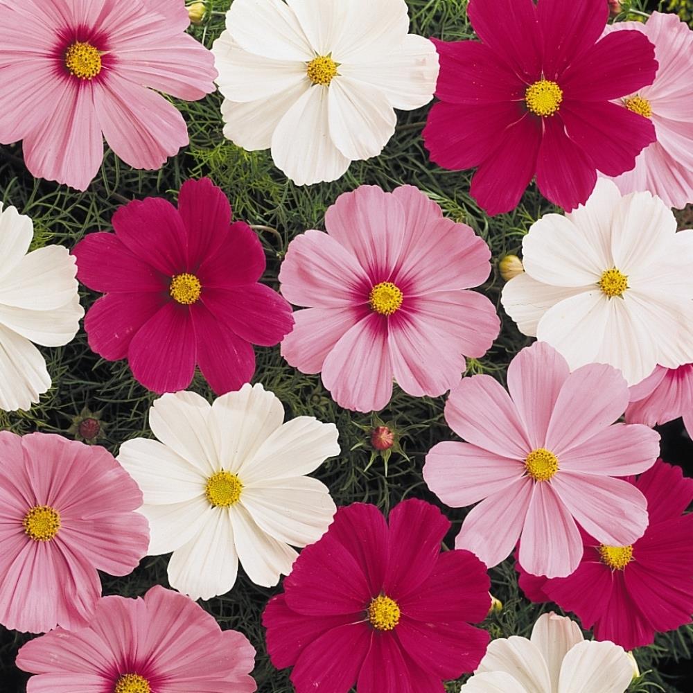Cosmos Sonata Mixed X12