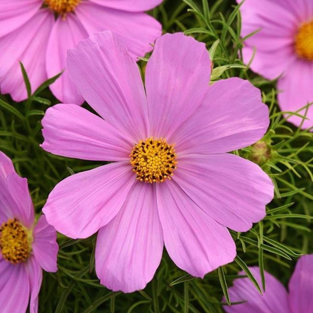 Cosmos Sonata Pink X12