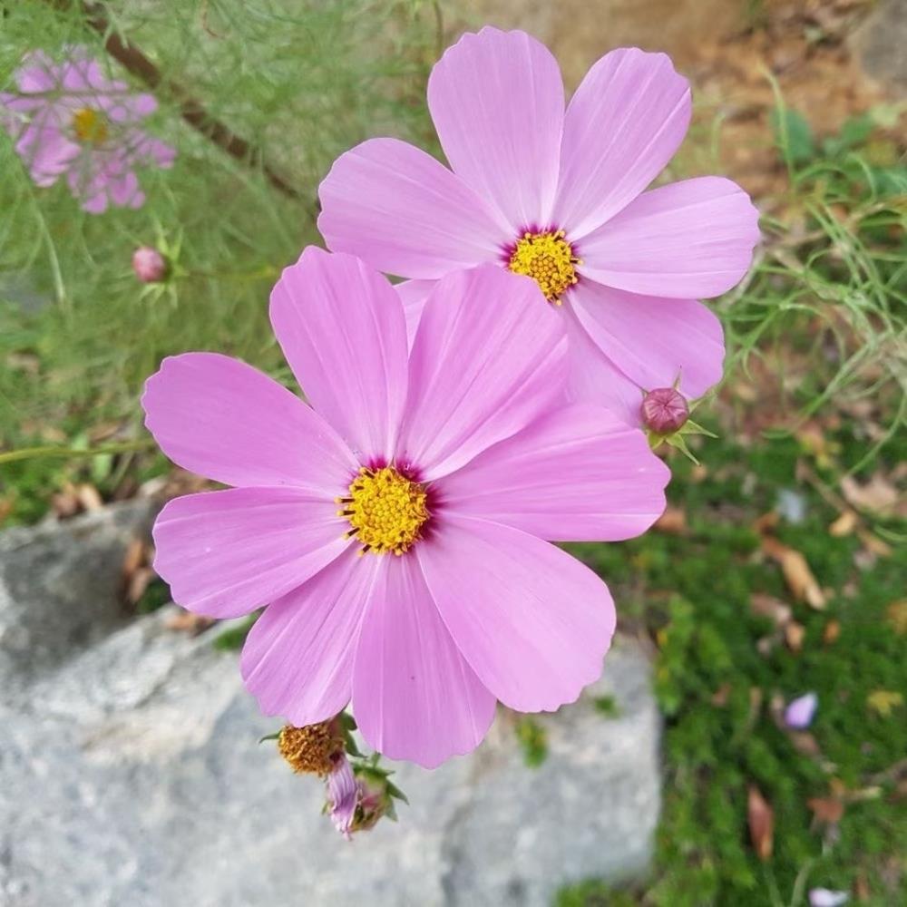Cosmos Sonata Pink X12