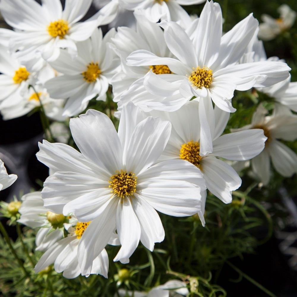 Cosmos Sonata White X12