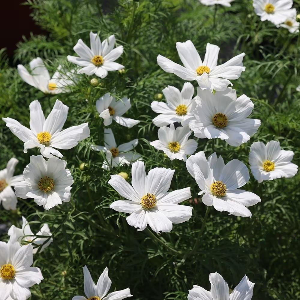 Cosmos Sonata White X12