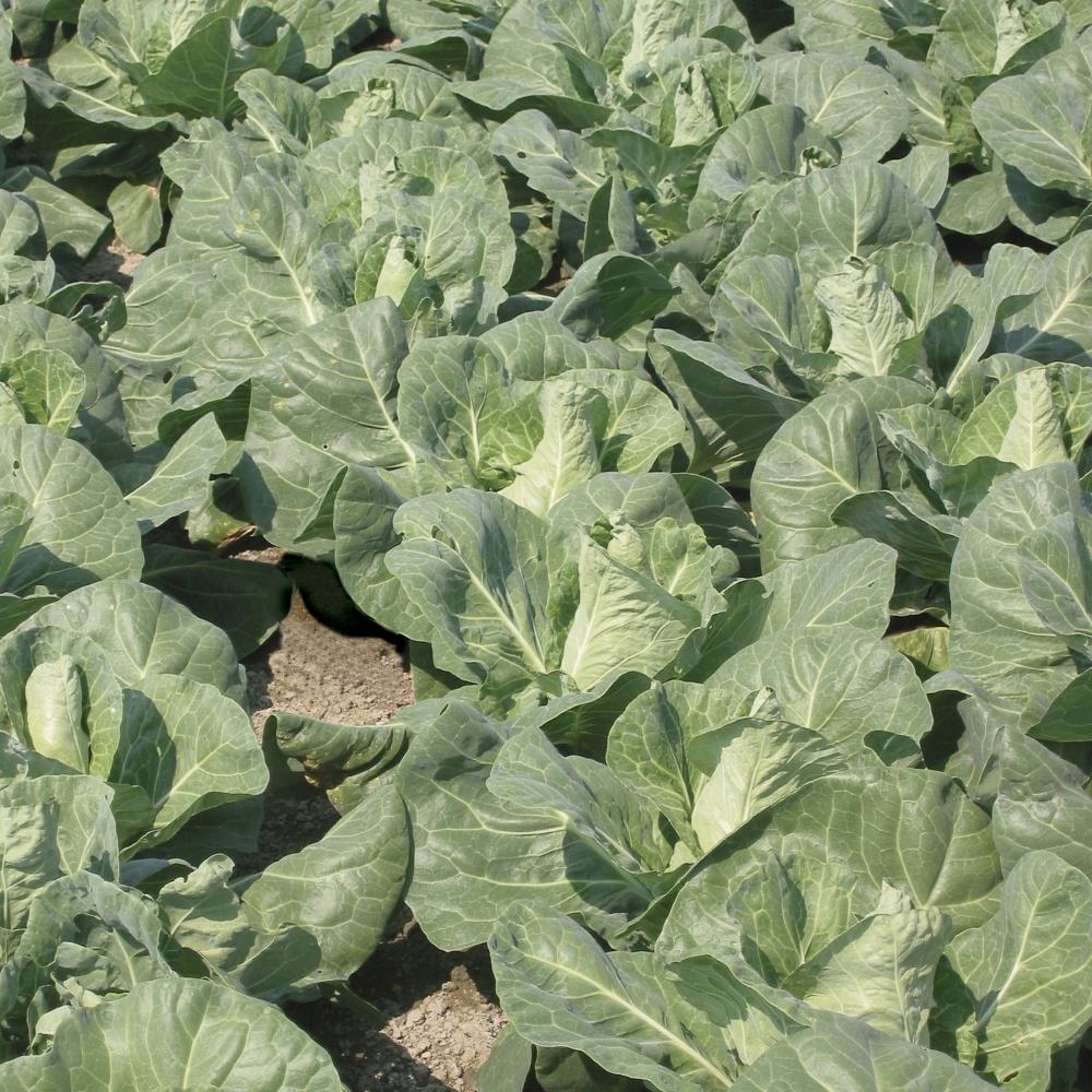 Cabbage Pointed 'Regency' X12