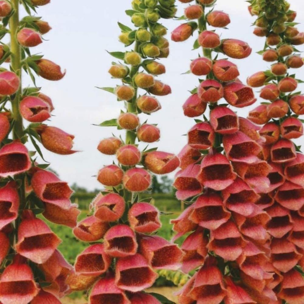 Foxglove Digitalis 'Polkadot Polly' X6