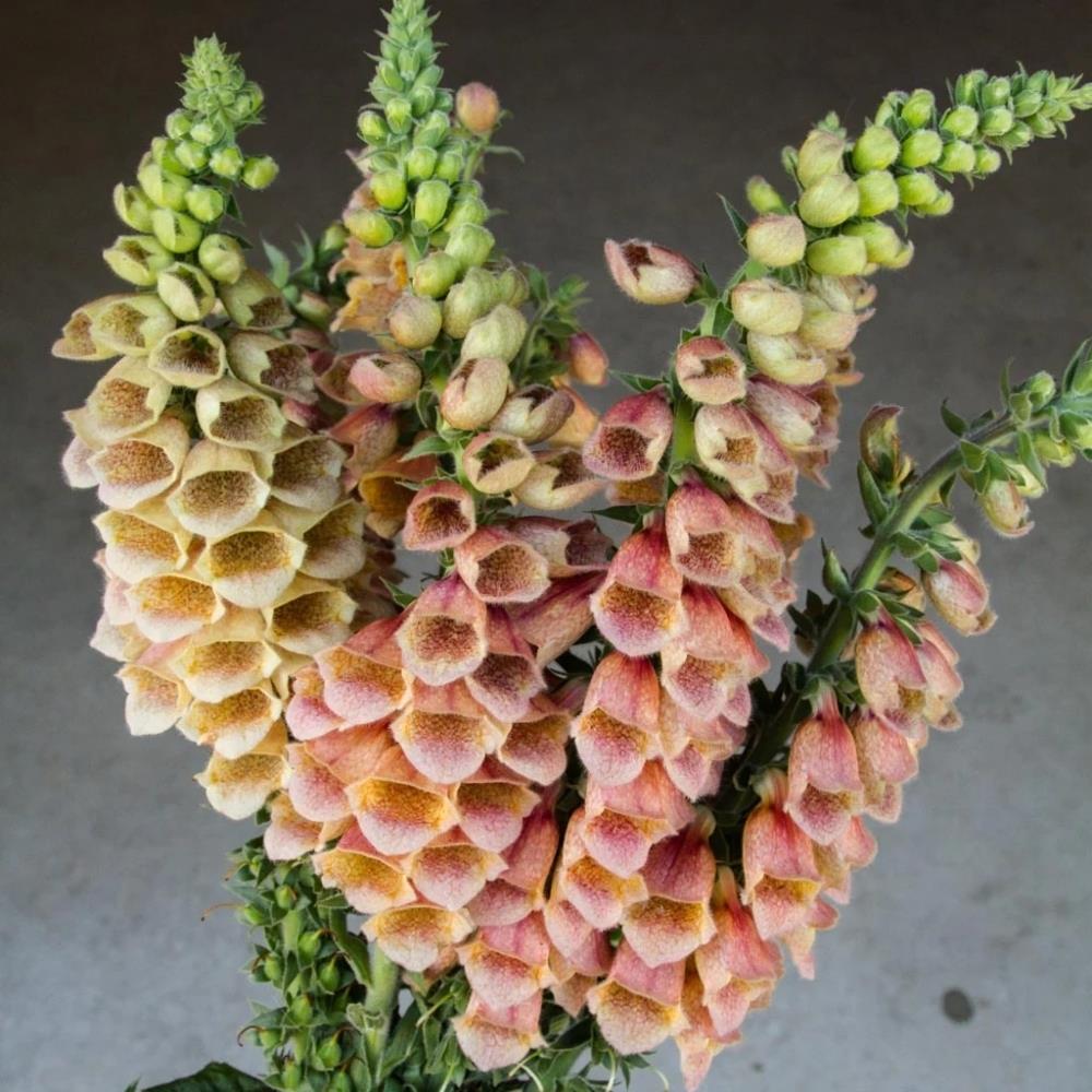 Foxglove Digitalis 'Polkadot Polly' X6