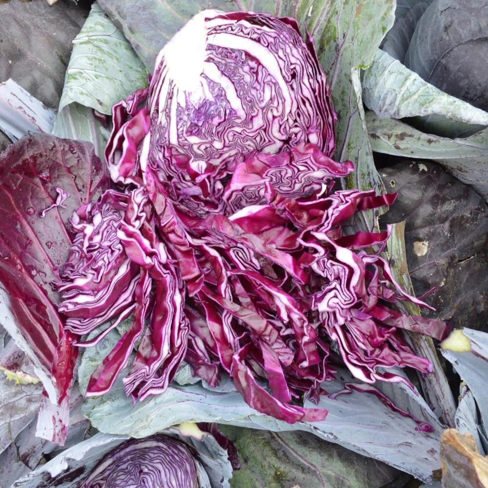 Cabbage Red 'Rocco' X12
