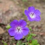 Geranium Sangunea 'Vision Violet' X3