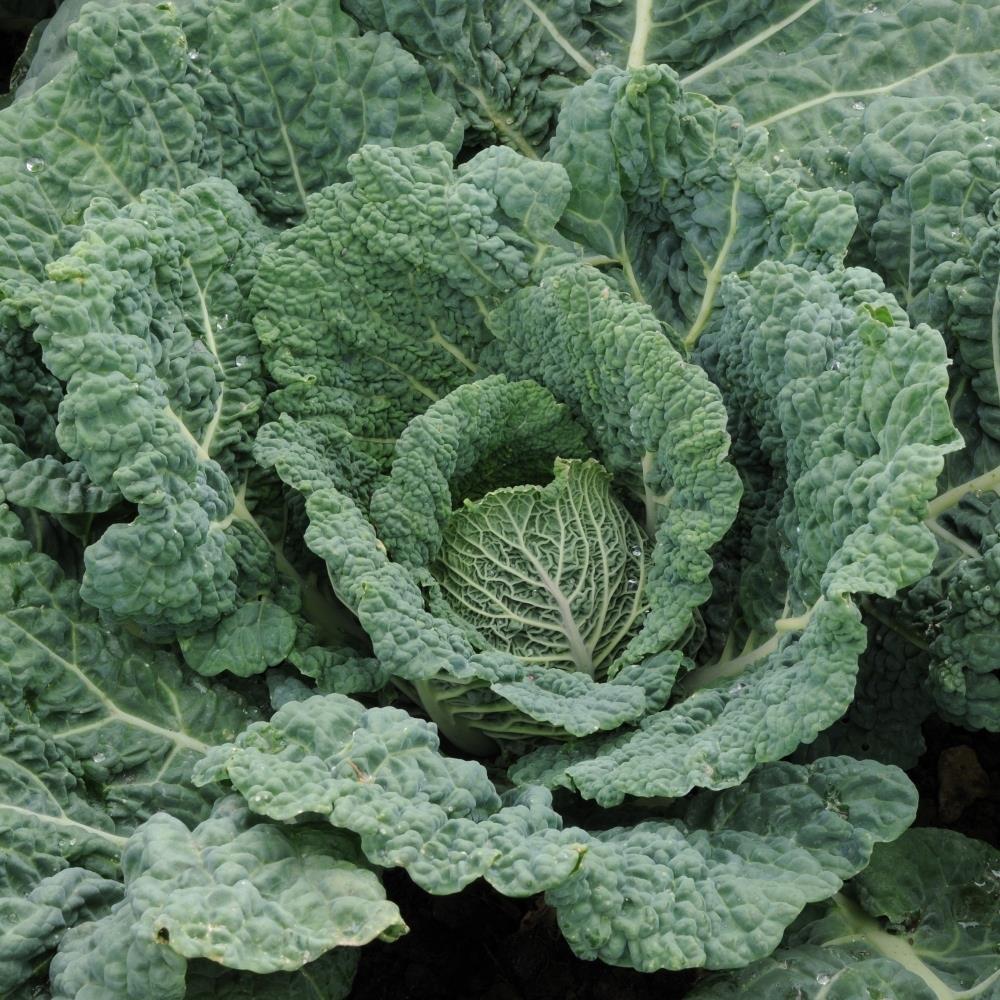 Cabbage Savoy 'Endeavour' X12