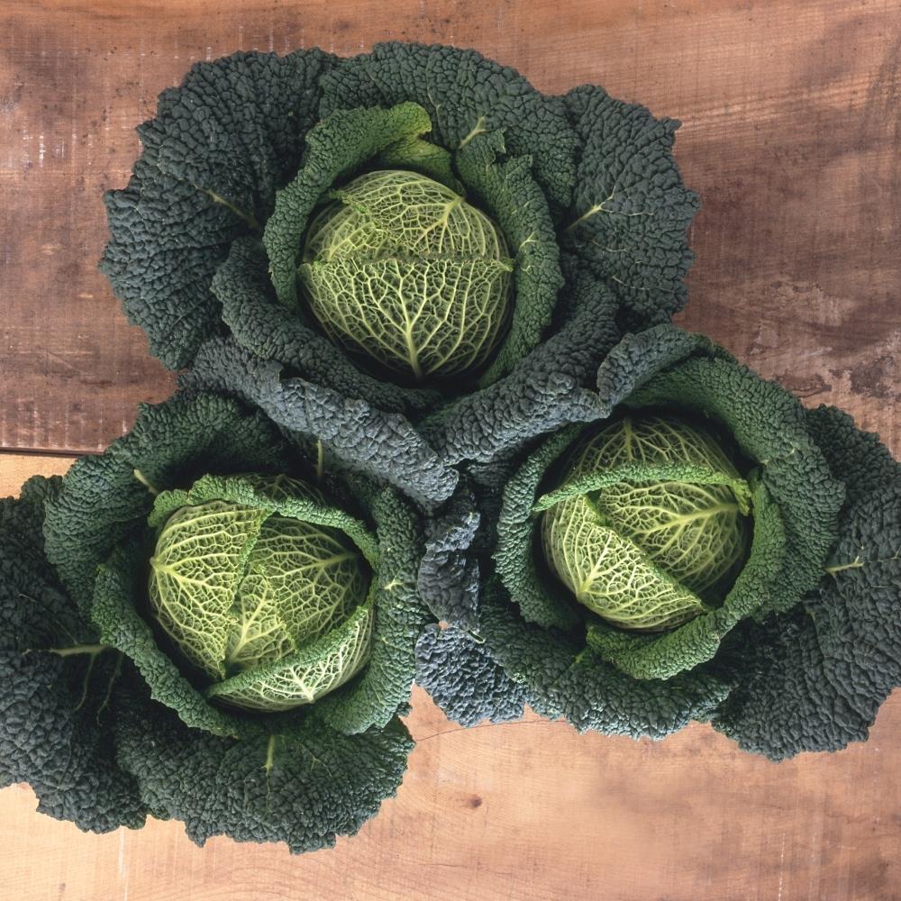 Cabbage Savoy 'Endeavour' X12