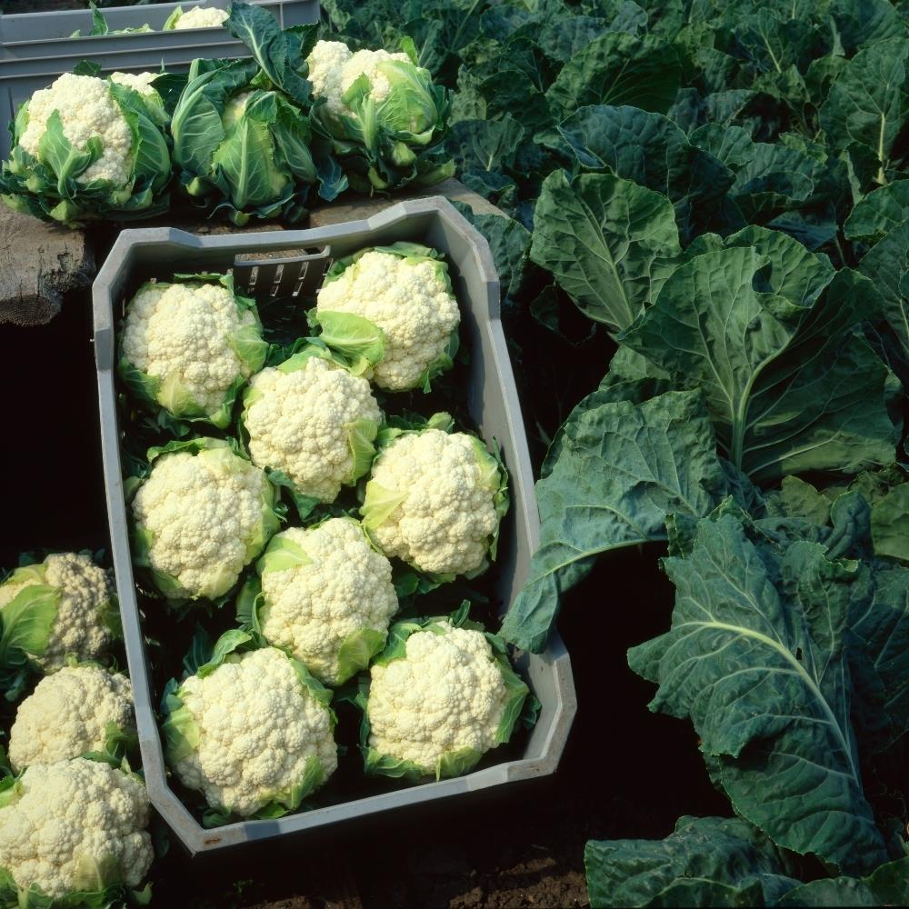 Cauliflower 'All Year Round' X12
