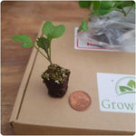 Cauliflower 'All Year Round' X12