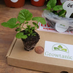 Geum 'Lady Stratheden' X6