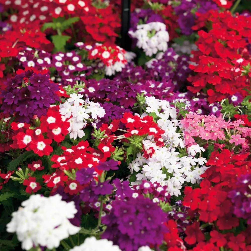 Verbena Obsession XP Mixed X24