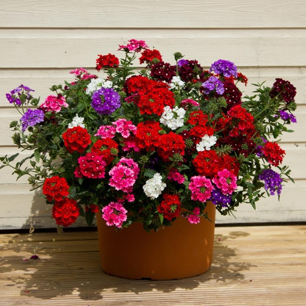 Verbena Obsession XP Mixed X24