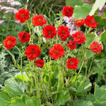 Geum 'Mrs Bradshaw' X6