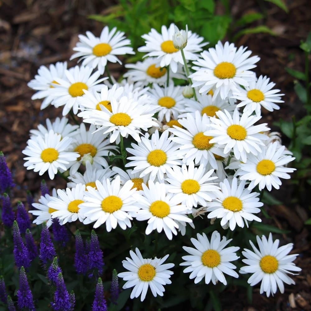 Leucanthemum Snow Lady 'Shasta Daisy' X3