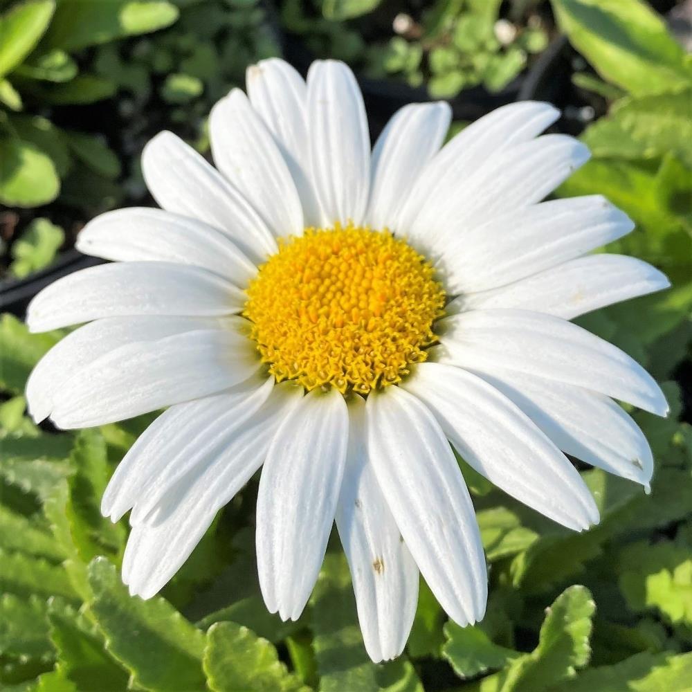 Leucanthemum Snow Lady 'Shasta Daisy' X3