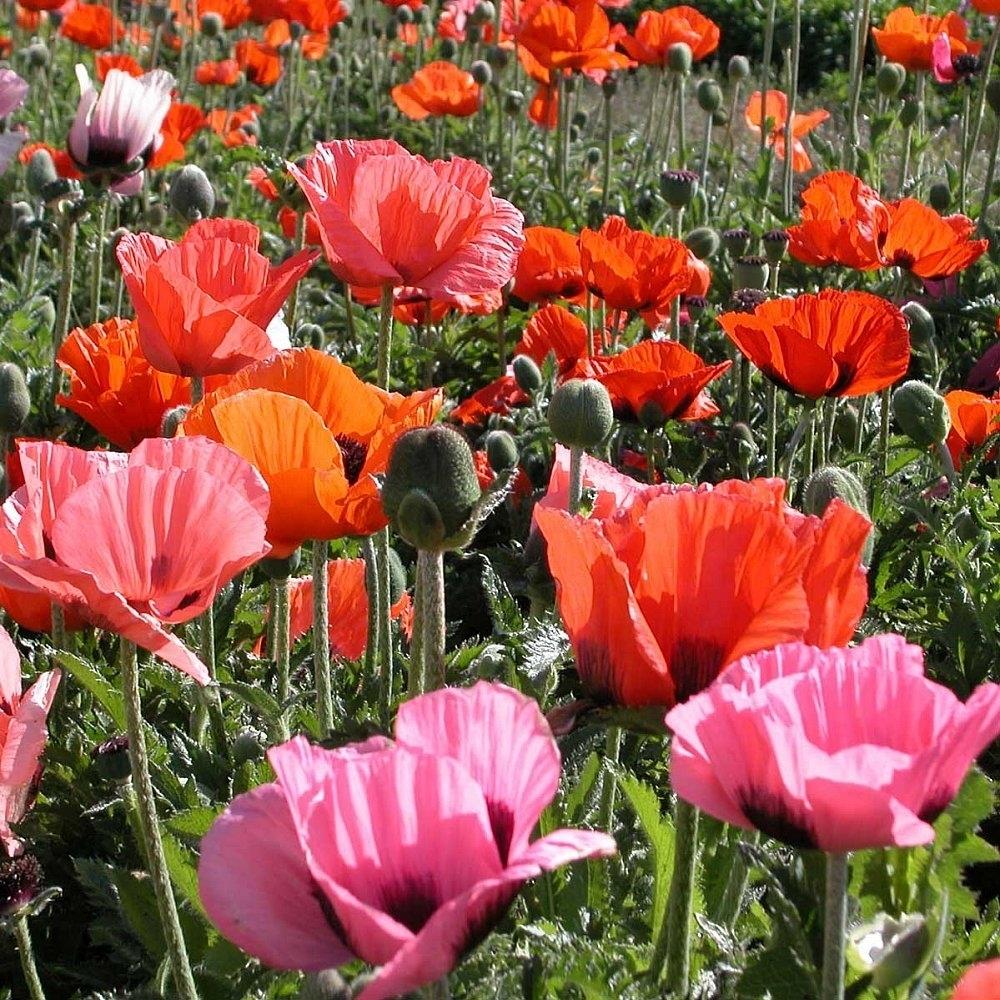 Papaver orientale 'Pizzicato Mixed' X6