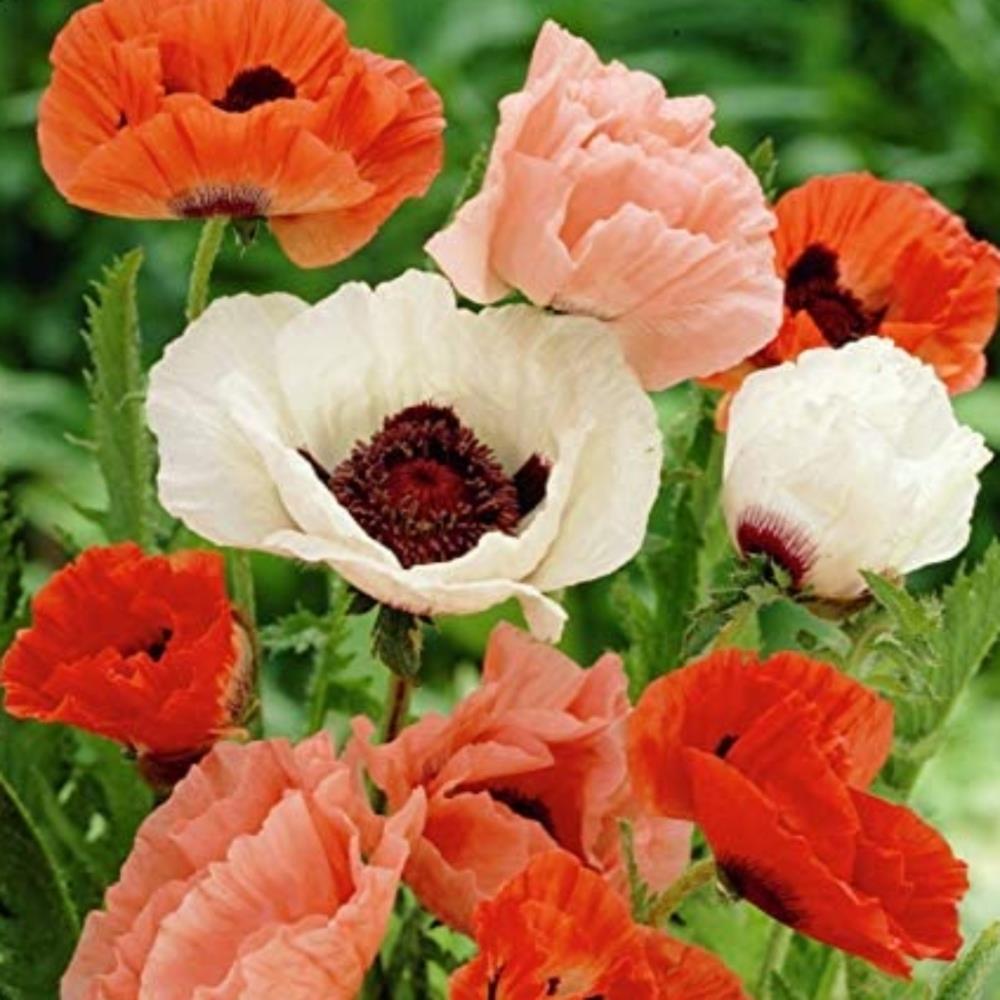 Papaver orientale 'Pizzicato Mixed' X6
