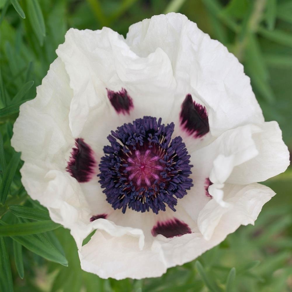 Papaver orientale 'Royal Wedding' X6
