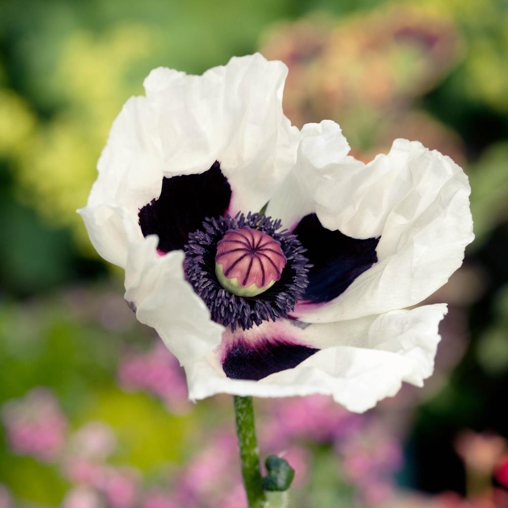 Papaver orientale 'Royal Wedding' X6