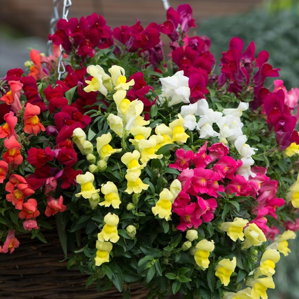 Antirrhinum Candelabra Mixed X5