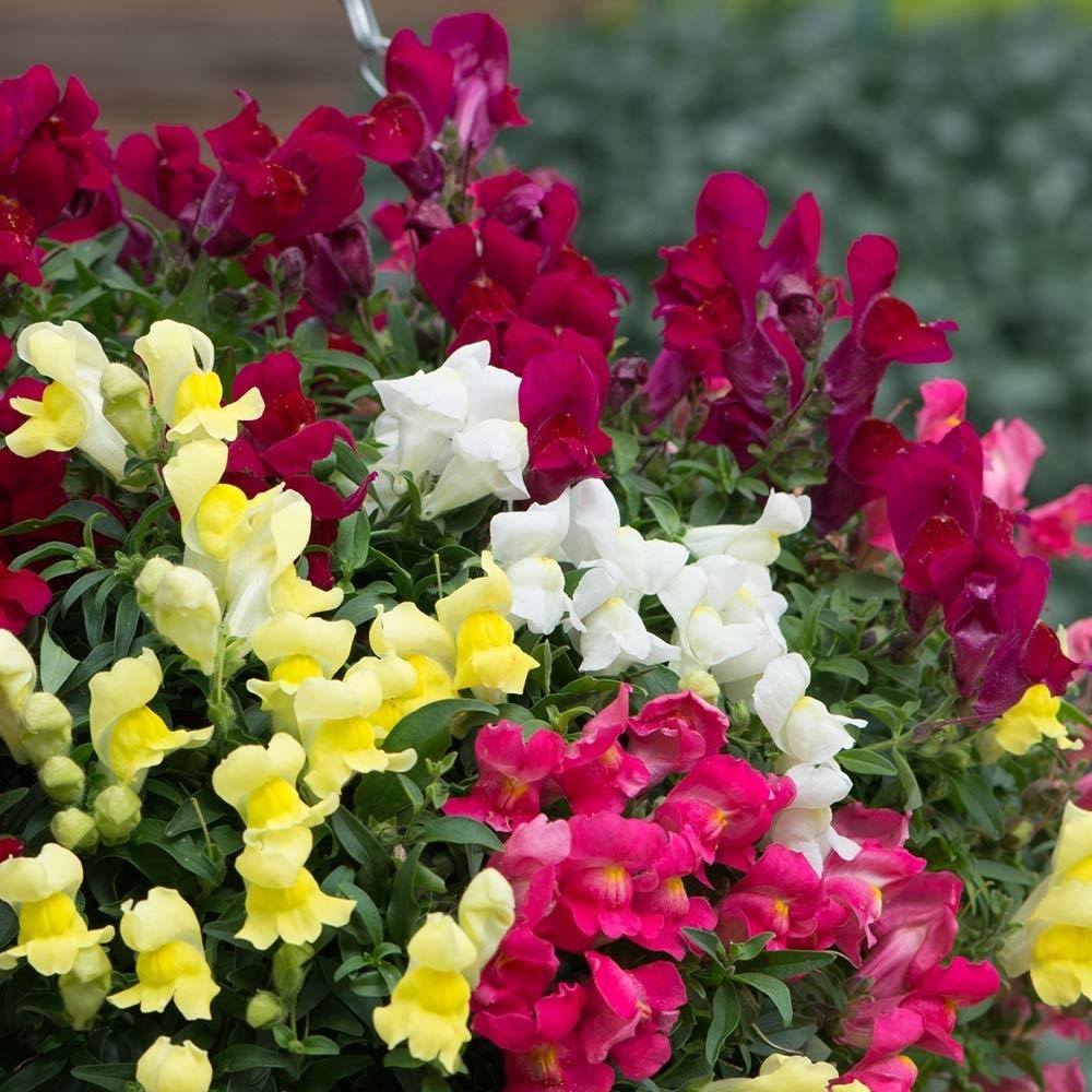Antirrhinum Candelabra Mixed X5