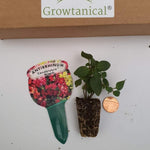 Antirrhinum Candelabra Mixed X5