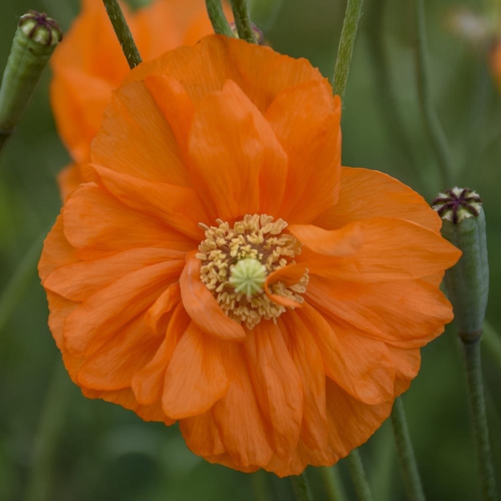 Papaver rupifragum 'Tangerine Gem' X6