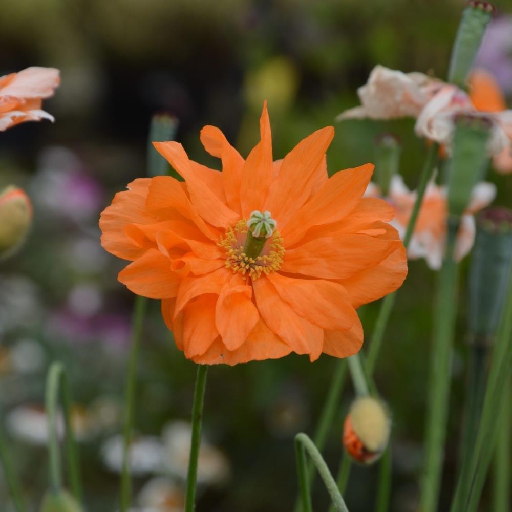 Papaver rupifragum 'Tangerine Gem' X6