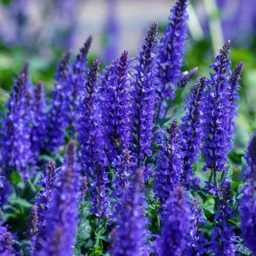 Salvia 'Blue Queen' X6