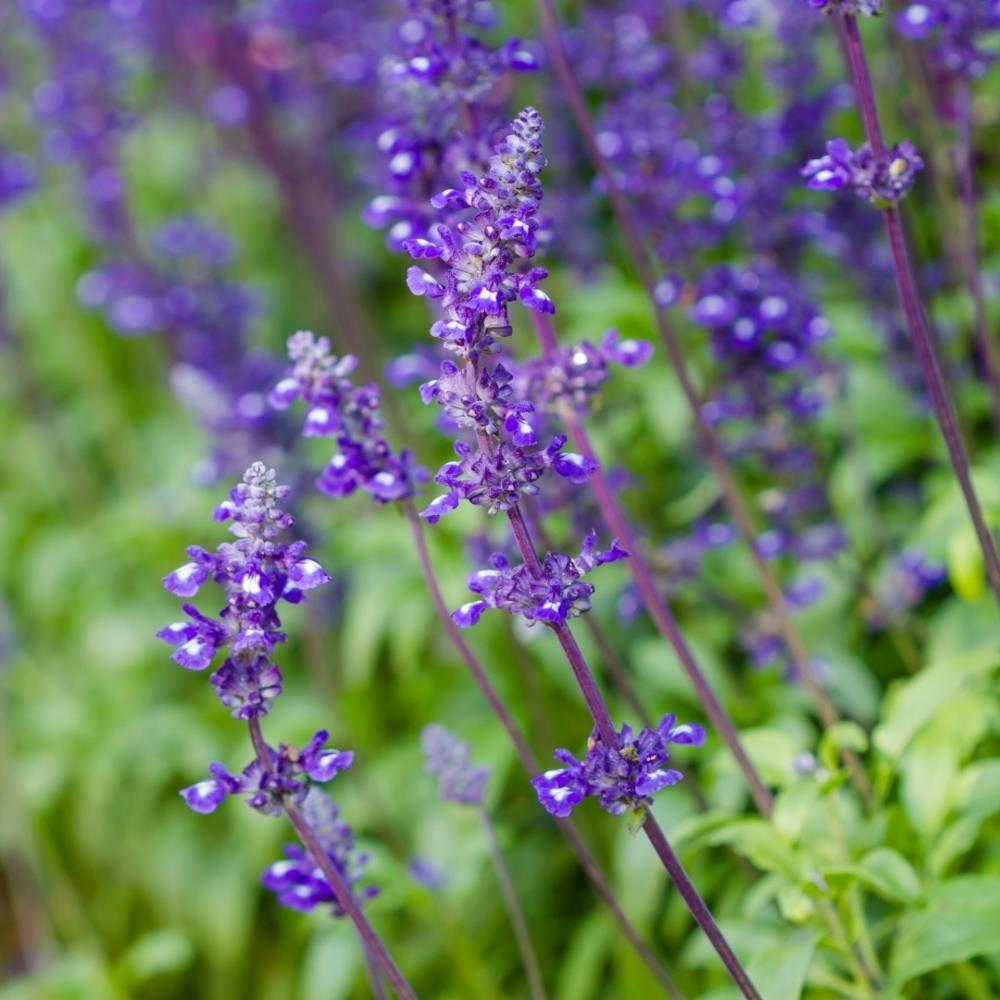 Salvia 'Blue Queen' X6