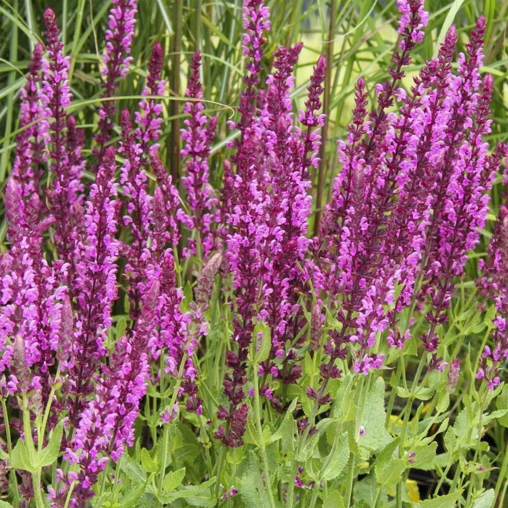 Salvia 'Rose Queen' X6