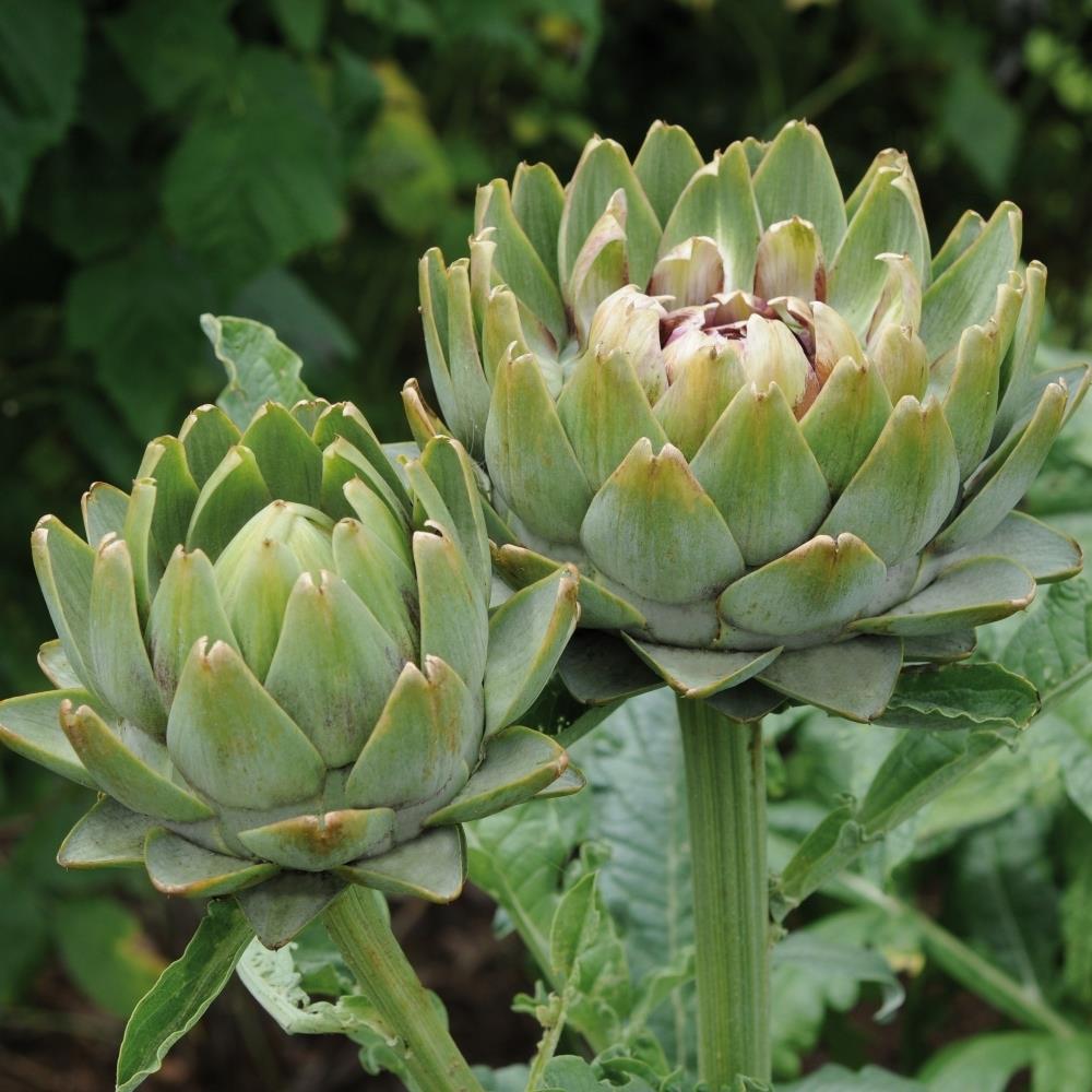Artichoke 'Green Globe' X3