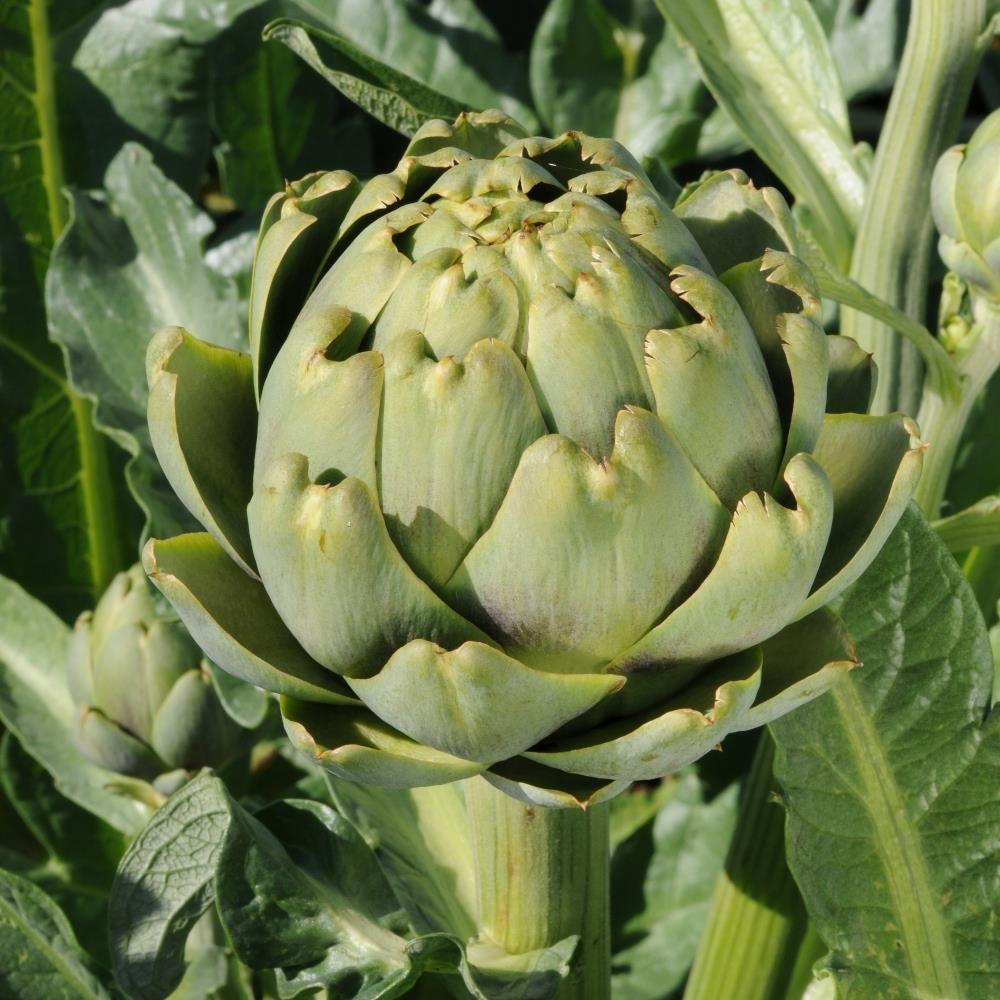 Artichoke 'Green Globe' X3