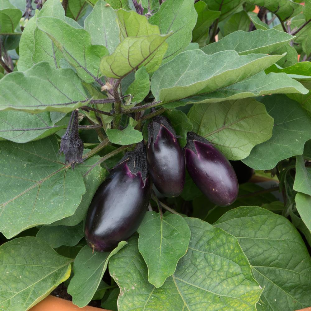 Aubergine 'Patio Baby' X3