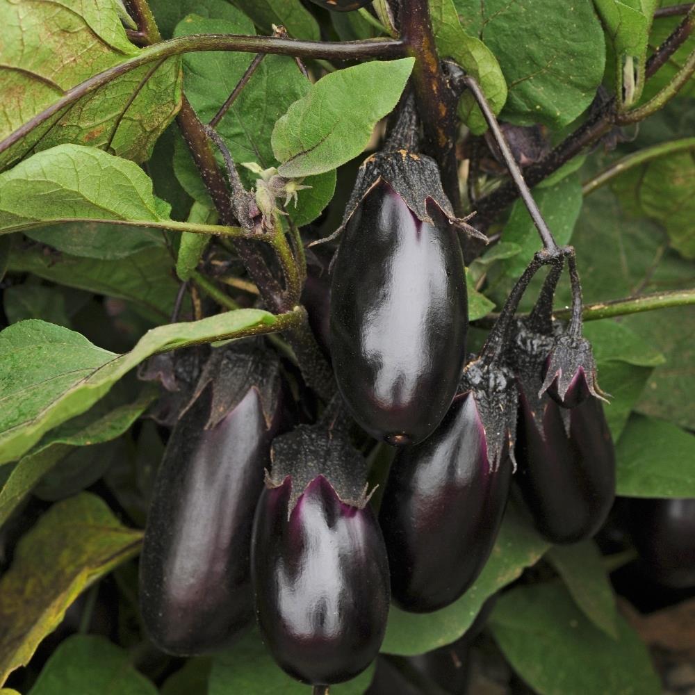 Aubergine 'Patio Baby' X3